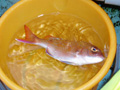 知多師崎・鯛が釣りたくて、食べたくて