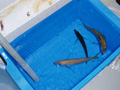 敦賀色浜・ハマチの刺身が食べたくて